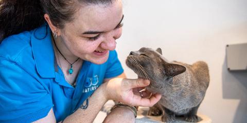 Battersea staff member in a branded blue top scratching a grey cat at Battersea cattery