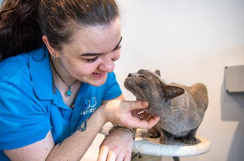 Battersea staff member in a branded blue top scratching a grey cat at Battersea cattery