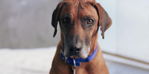 Battersea dog Rita