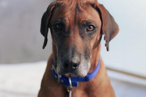 Battersea dog Rita