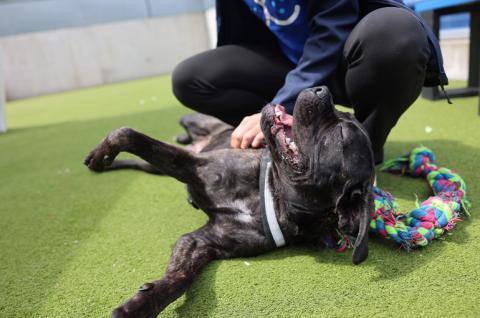 Big black dog laying on their back having tummy rubs