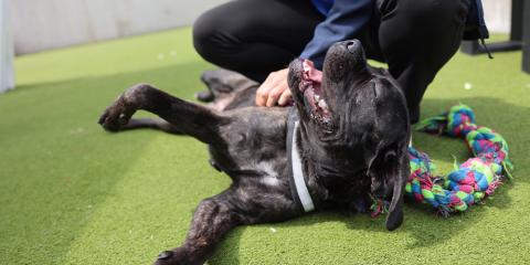 Big black dog laying on their back having tummy rubs