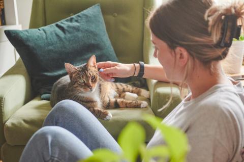 Cat being stroked whilst laying on the sofa