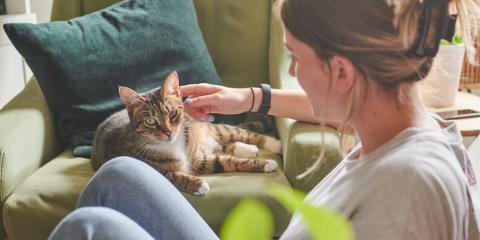 Cat being stroked whilst laying on the sofa