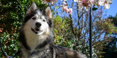 Husky standing in a garden 