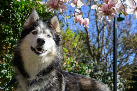 Husky standing in a garden 