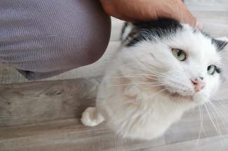 Black and white cat looking at the camera
