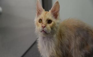 Cricket a long haired ginger cat looking at the camera