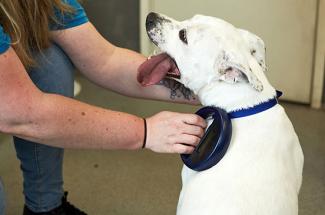 Search dog advice