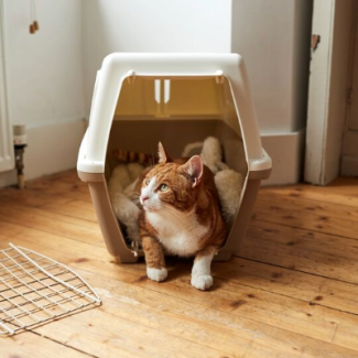 Search cat advice