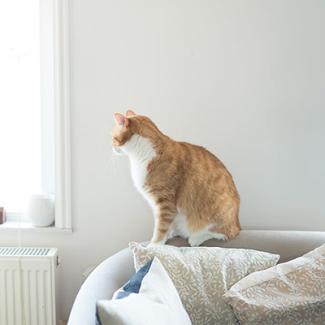 Search cat advice