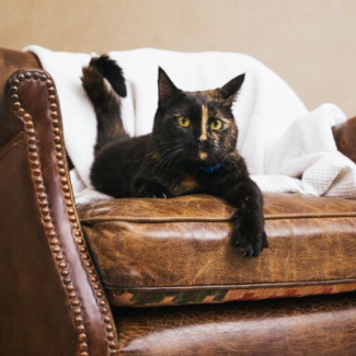 Search cat advice