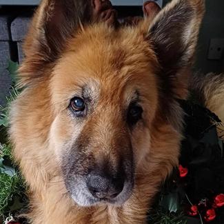 Pet Memorials