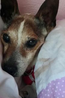 Pet Memorials