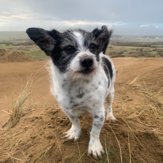 Pet Memorials
