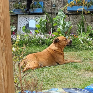 Pet Memorials
