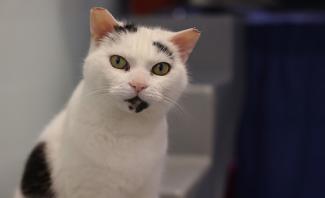 Black and white cat sat looking at the camera