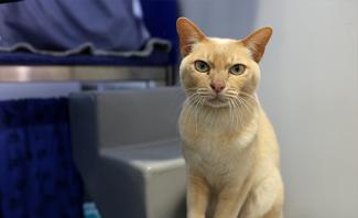 Ginger cat sitting