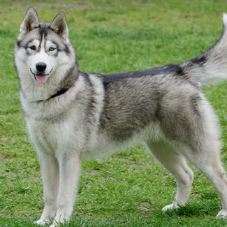 Husky in a field