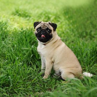 Pug sitting on grass