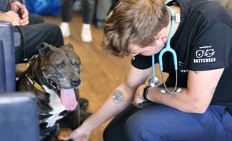 A vet reaching for a dog's paw