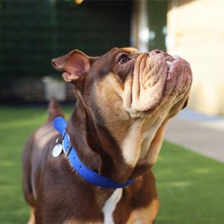 Effal French Bulldog Looking Up to the Right