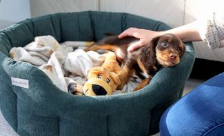 Puppy in bed