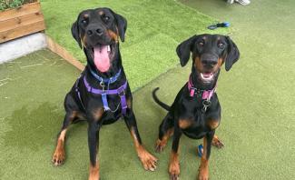 Two Dobermans sitting and smiling at the camera