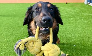 A dog holds a yellow rope in its mouth, looking playful and ready for a game of tug-of-war