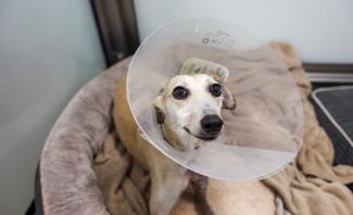 A dog in a cone collar, appearing calm while resting on a soft surface