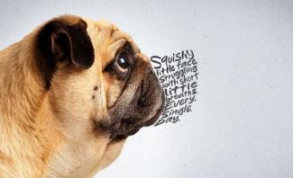 Pug with a flat faced. Text where the snout should be reads "Squishy little face struggling with short little breaths. Every. Single. Day."