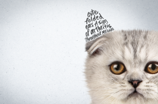 Cat with a folded ear. Text where the cats ear should be reads "Cute folded ears. A sign of arthritis throughout my body".