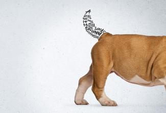 Dog with a short tail. Text where the tail should be reads "A dog's tail says it all. Mine says spinal malformation."