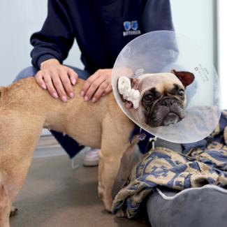 A dog wearing a protective cone around its head, looking curiously at the camera.