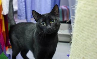 A black cat staring at the camera