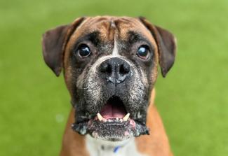 Boxer head shot