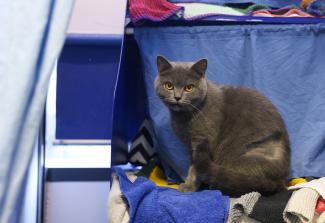 Grey cat sat sheepishly in her pen