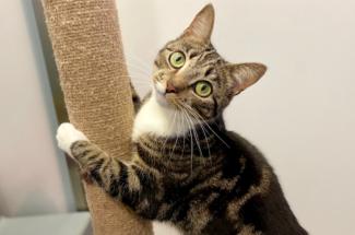 Mixed cat hugging pole