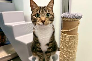 Mixed cat looking at the camera.