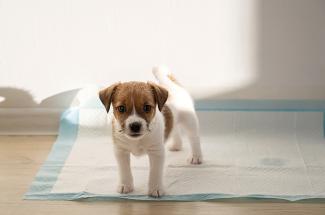 Puppy standing on a puppy pad