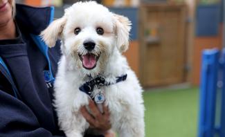Small white dog looking at camera