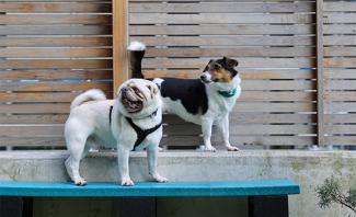 Two dogs looking at camera