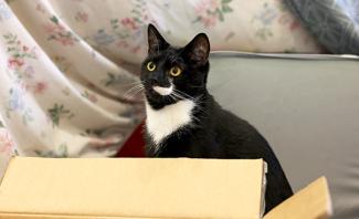 A black and white cat comfortably sitting inside a cardboard box, looking curiously at the camera