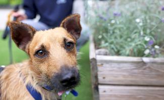 A dog sits attentively, looking straight at the camera with bright eyes, capturing a moment of connection