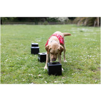 Dog looking at a black box.