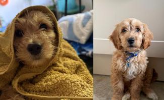 Two dogs sitting looking at the camera
