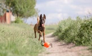 Search dog advice