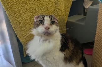 Cat without their ears due to sun damage