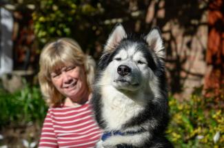 Husky sat next to their foster carer