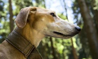 Search dog advice